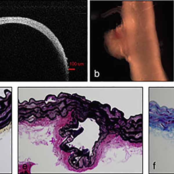 various views of biological systems under microscope