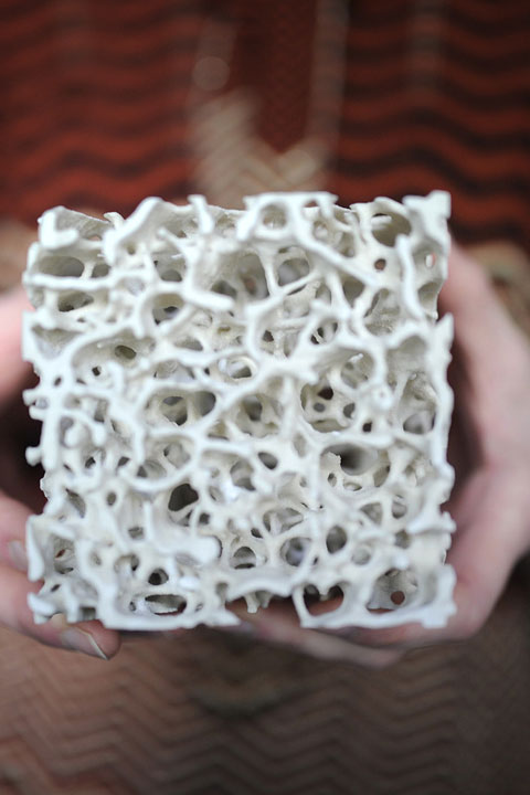 faculty holding bone for osteoporosis research