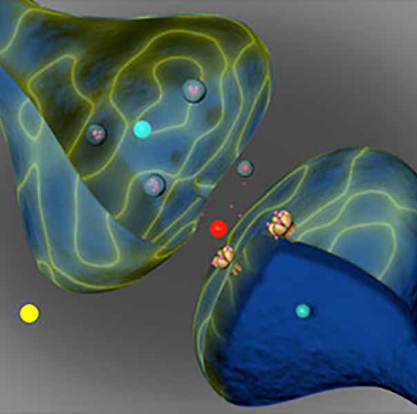 imaging under microscope of two scientific images