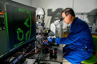 Ning Wang sitting looking through a microscope
